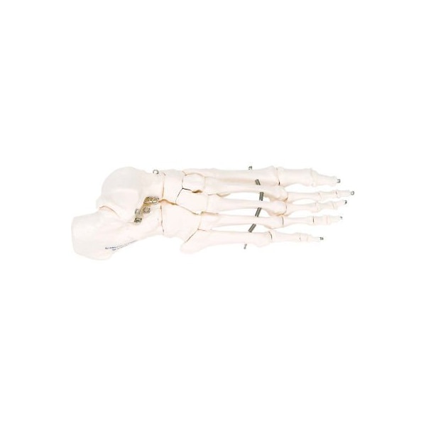 Fabrication Enterprises 3B Anatomical Model - Loose Bones, Foot Skeleton, Right 12-4584R - main